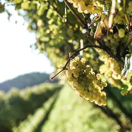 Kellerstoeckl Am Neusetzberg 公寓